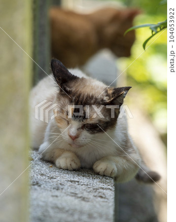 石垣の上で眠る猫 104053922