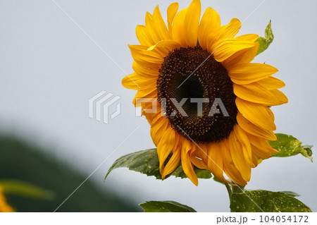 黄色が美しい大輪のひまわり 黄色が美しい大輪のひまわり 104054172