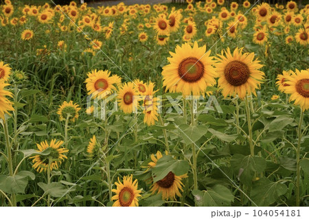 黄色い花が満開のひまわり畑 黄色い花が満開のひまわり畑 104054181