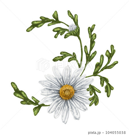 A crescent-shaped composition of large wild daisies. Flowers, buds and leaves. On a white background. Design for herbal tea, natural cosmetics, aromatherapy, health products, textiles A crescent-shaped composition of large wild daisies. Flowers, buds and leaves. On a white background. Design for herbal tea, natural cosmetics, aromatherapy, health products, textiles 104055038