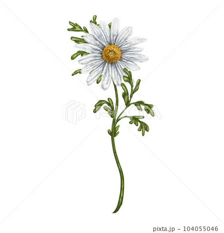 Wild wild flower of white chamomile, with green leaves. On a white background. Design for herbal tea, natural cosmetics, aromatherapy, health products, textiles Wild wild flower of white chamomile, with green leaves. On a white background. Design for herbal tea, natural cosmetics, aromatherapy, health products, textiles 104055046
