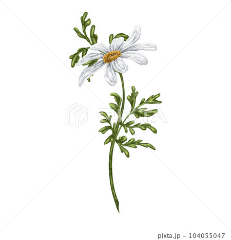 Wild wild flower of white chamomile, with green leaves. On a white background. Design for herbal tea, natural cosmetics, aromatherapy, health products, textiles Wild wild flower of white chamomile, with green leaves. On a white background. Design for herbal tea, natural cosmetics, aromatherapy, health products, textiles 104055047