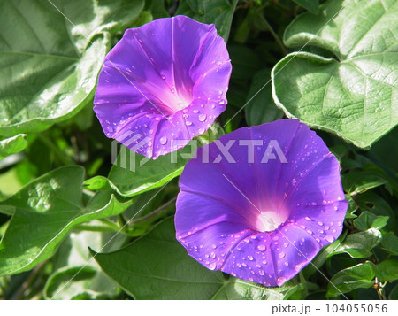 雨上がりの水滴がきれいな紫の花　花(7月)アサガオ(朝顔)06H4.3 104055056