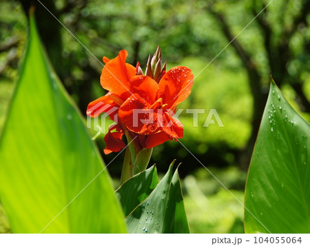 水滴が涼し気なオレンジ色の花　花(7月)カンナ30H4.3 104055064