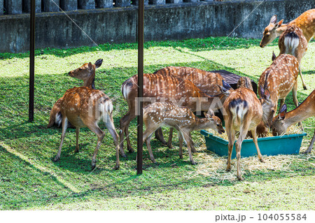 奈良公園小鹿の公開 大人に囲まれて干し草を食べる小鹿➄ 奈良公園小鹿の公開 大人に囲まれて干し草を食べる小鹿➄ 104055584