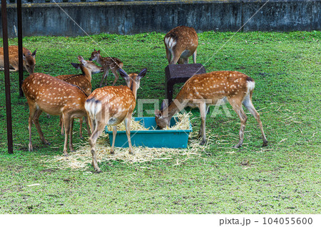 奈良公園小鹿の公開　優しく小鹿をなめる母鹿 104055600