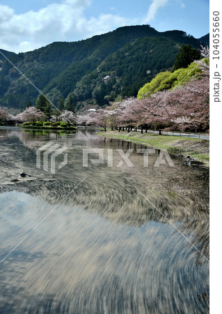 下北山スポーツ公園の桜と花筏 【奈良県下北山村】 下北山スポーツ公園の桜と花筏 【奈良県下北山村】 104055660