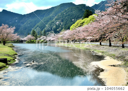 下北山スポーツ公園の桜と花筏 【奈良県下北山村】 下北山スポーツ公園の桜と花筏 【奈良県下北山村】 104055662