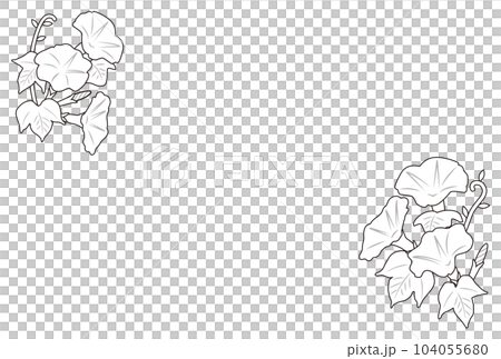 Morning glory drawing 104055680
