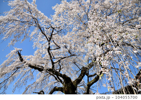 野長瀬家の枝垂れ桜 【和歌山県田辺市中辺路町】 野長瀬家の枝垂れ桜 【和歌山県田辺市中辺路町】 104055700