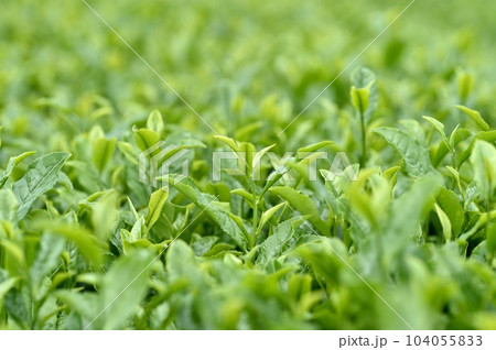 二番茶葉 二番茶葉 104055833