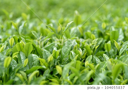 二番茶葉 二番茶葉 104055837