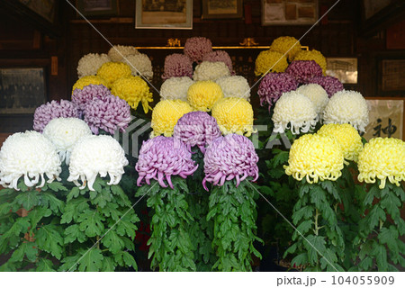 上宮天満宮の菊花展 104055909