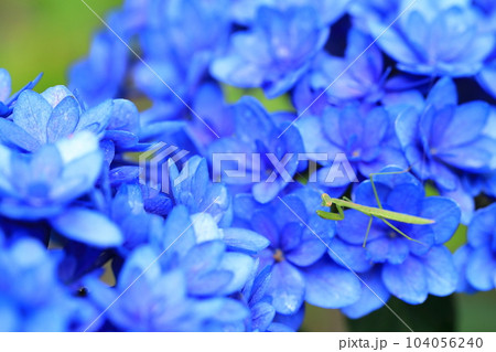 青い紫陽花の花の上で見つけた子供のカマキリ 104056240