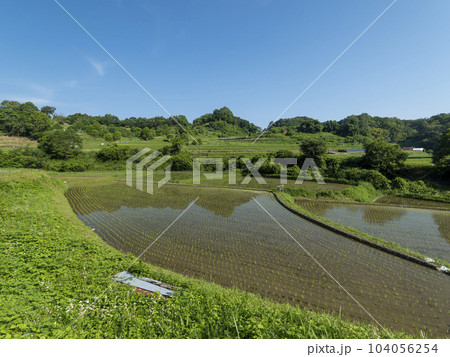 水田が広がる明日香村の稲渕棚田 104056254
