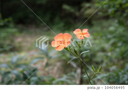 夏秋の山に咲くオレンジ色の花【フシグロセンノウ／日本固有種】 104056495