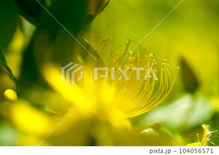 美容柳 美容柳 104056571