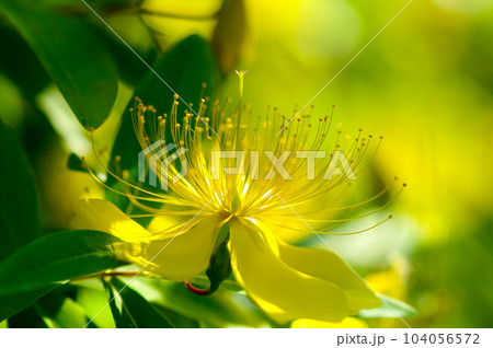 美容柳 美容柳 104056572