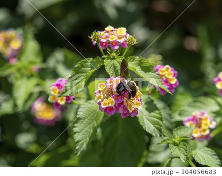 ランタナの蜜を集める蜂 104056683