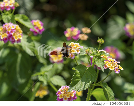 ランタナの蜜を集める蜂 104056685