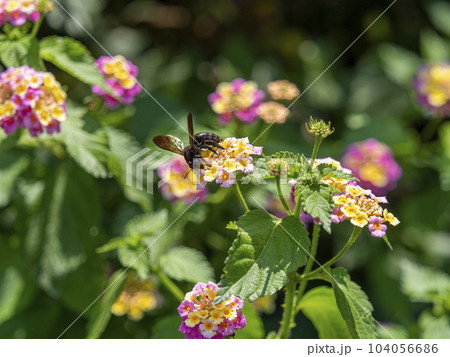 ランタナの蜜を集める蜂 104056686