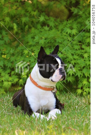ゆずの里毛呂山町総合公園の新緑の前で可愛く見つめるボストンテリアのマイティ君♡ 104056758