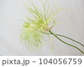 ネギの匂いのする緑の切り花アリウムヘアー 104056759