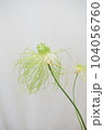 ネギの匂いのする切り花アリウムヘアー縦 104056760