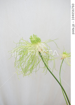 ネギの匂いのする切り花アリウムヘアー縦 ネギの匂いのする切り花アリウムヘアー縦 104056760