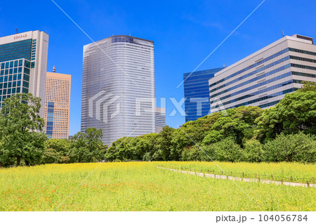 東京の安らぎ空間・浜離宮恩賜庭園・初夏の菜の花畑越しに高層ビル群 104056784