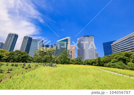 東京の安らぎ空間・浜離宮恩賜庭園・初夏の菜の花畑越しに高層ビル群 104056787