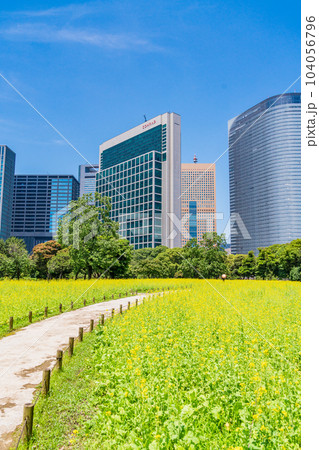 東京の安らぎ空間・浜離宮恩賜庭園・初夏の菜の花畑越しに高層ビル群 104056796