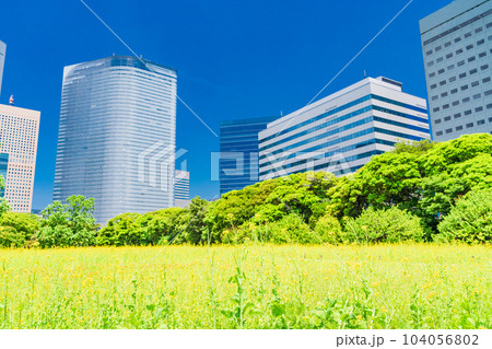 東京の安らぎ空間・浜離宮恩賜庭園・初夏の菜の花畑越しに高層ビル群 東京の安らぎ空間・浜離宮恩賜庭園・初夏の菜の花畑越しに高層ビル群 104056802