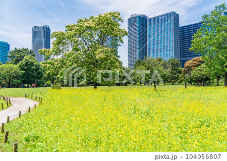 東京の安らぎ空間・浜離宮恩賜庭園・初夏の菜の花畑越しに高層ビル群 104056807