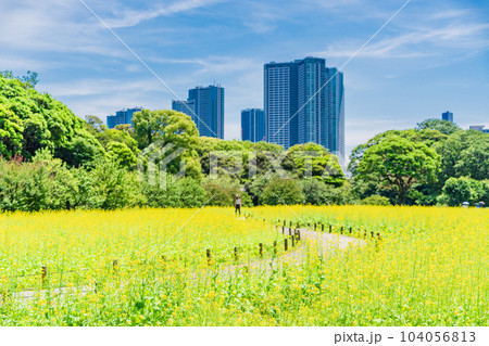 東京の安らぎ空間・浜離宮恩賜庭園・初夏の菜の花畑越しに高層ビル群 104056813