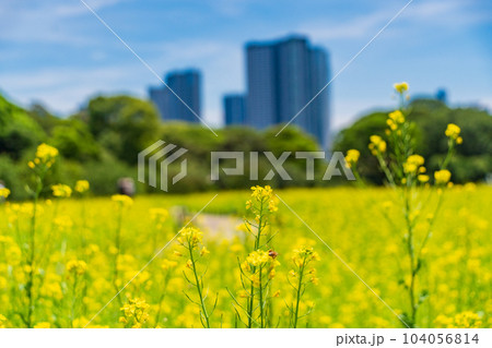 東京の安らぎ空間・浜離宮恩賜庭園・初夏の菜の花畑越しに高層ビル群 104056814