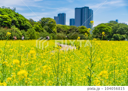 東京の安らぎ空間・浜離宮恩賜庭園・初夏の菜の花畑越しに高層ビル群 東京の安らぎ空間・浜離宮恩賜庭園・初夏の菜の花畑越しに高層ビル群 104056815
