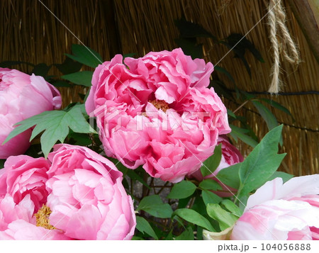 鎌倉　鶴岡八幡宮　神苑ぼたん庭園　ボタン　島錦 104056888