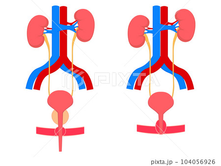 男性と女性の腎臓と膀胱と血管 男性と女性の腎臓と膀胱と血管 104056926
