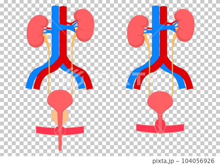 男性と女性の腎臓と膀胱と血管 男性と女性の腎臓と膀胱と血管 104056926