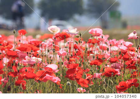 ポピー2396 104057340