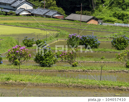 明日香村細川の棚田と紫陽花の花 104057410