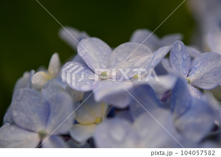 雨上がりのアジサイ 雨上がりのアジサイ 104057582