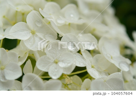 雨上がりのアジサイ 104057604