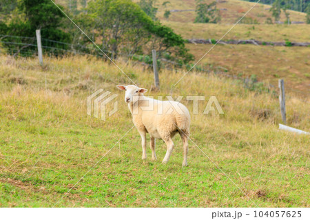 牧場にいる羊 牧場にいる羊 104057625