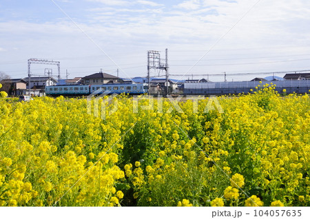 明和町　菜の花畑と電車 104057635