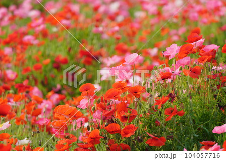 ポピー2087 ポピー2087 104057716
