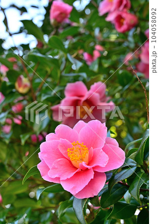 樹木:ツバキ ツバキ科 樹木:ツバキ ツバキ科 104058092