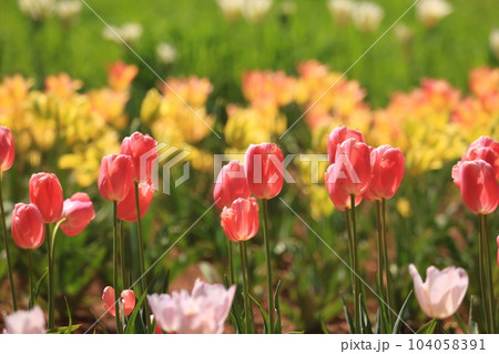 ちゅーりっぷ畑1981 ちゅーりっぷ畑1981 104058391