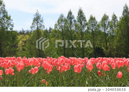 チューリップ畑1880 チューリップ畑1880 104058638